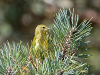 Q0I7135c  Tennessee Warbler (Oreothlypis peregrina) - fall plumage